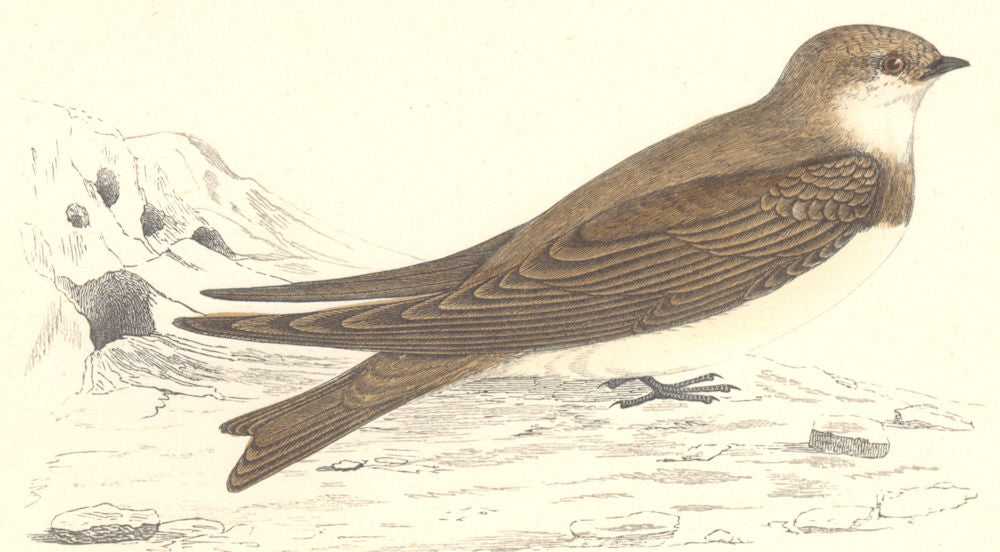 BIRDS. Sand Martin. Found in Europe. Malta. Russia (Morris) 1880 old print